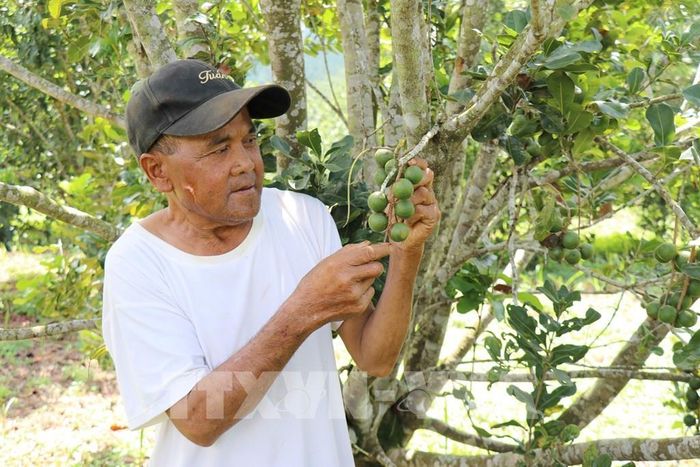 Vườn mắc ca của gia đình ông Điểu Drây (thôn Bu Prăng 1, xã Quảng Trực, Lâm Đồng) bước vào thời kỳ kinh doanh, mang lại nguồn thu ổn định cho gia đình. Ảnh: Nguyễn Huy Thành – TTXVN