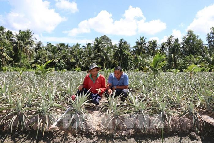 Ông Nguyễn Văn Quốc (bên trái), ấp Cây Ổi, xã Tập Ngãi, tỉnh Vĩnh Long chuyển đổi đất trồng lúa sang trồng dừa xen dứa mang lại hiệu quả kinh tế cao. Ảnh: Thanh Hòa - TTXVN