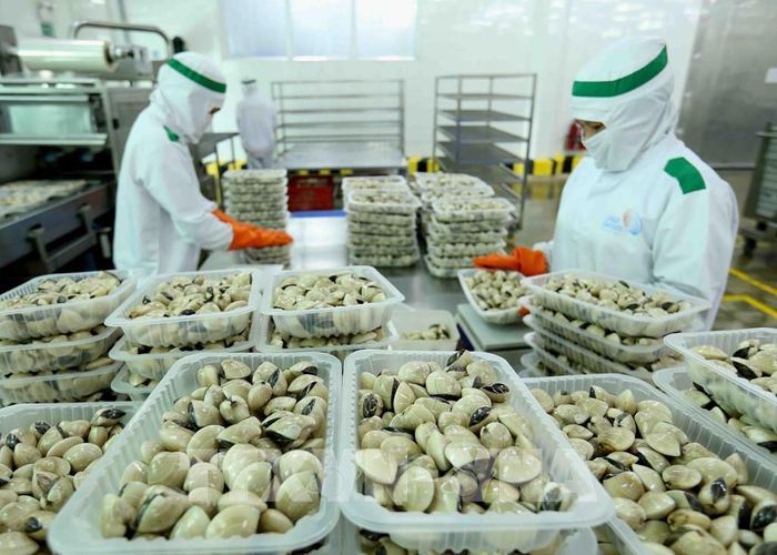 Chế biến ngao tại Công ty Lenger Việt Nam (Lenger Seafoods Vietnam). Ảnh: TTXVN
