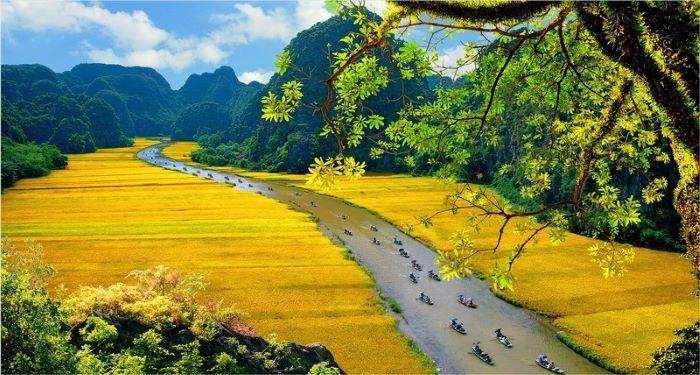 Ninh Bình mùa lúa chín