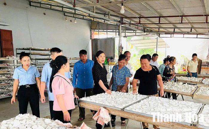 Mô hình sản xuất sắn dây, miến dong của hộ chị Lê Thị Quế, thôn 1 được mọi người tham quan, học tập.