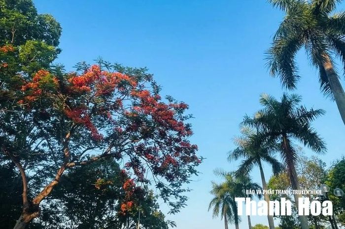 Mùa hè, công viên Hội An rực rỡ với sắc đỏ của hoa phượng.