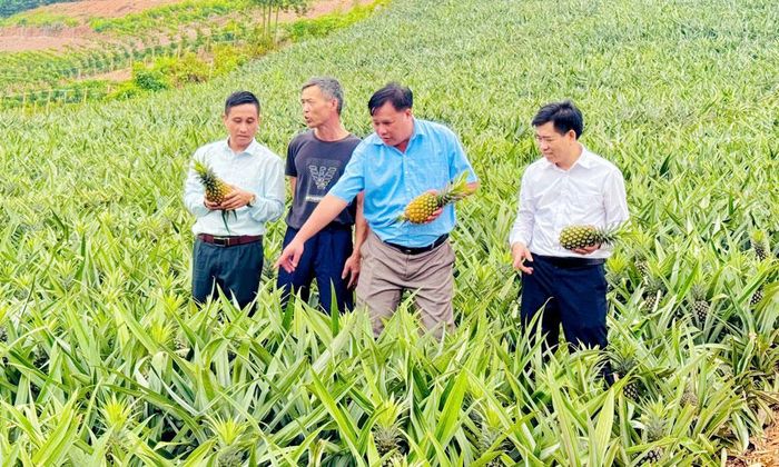  Nhãn hiệu tập thể Dứa Lục Nam được phát triển giúp hộ ông Nguyễn Thanh Hải, xã Bảo Đài mở rộng vùng trồng dứa lên gần 2 ha. 