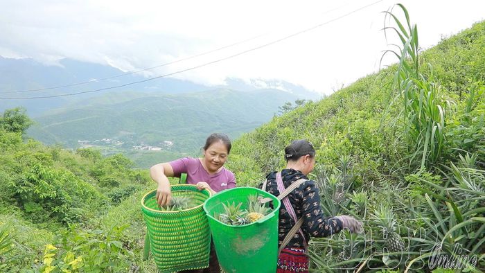 Dứa của người dân được HTX Dứa Na Sang thu mua, bao tiêu sản phẩm.