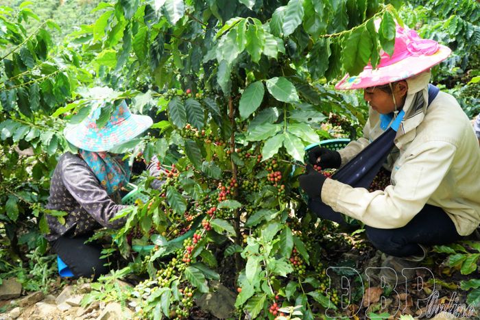Quài Tở khẳng định vị thế là một trong những vùng sản xuất cà phê trọng điểm của tỉnh.