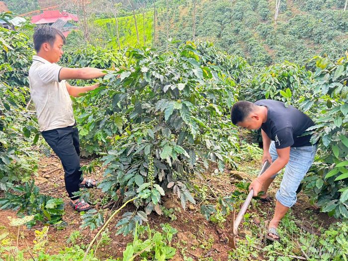 Người dân bản Huổi Lướng, xã Mường Lạn chăm sóc cây cà phê.