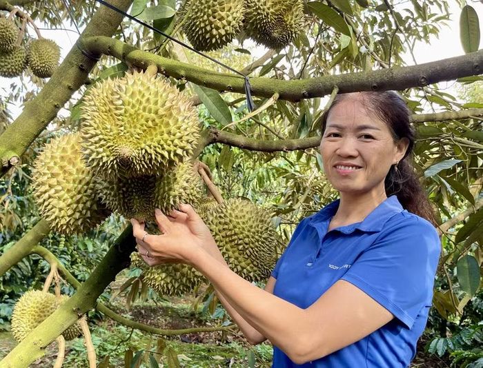  Nông dân trên địa bàn tỉnh chú trọng áp dụng quy trình sản xuất an toàn để nâng cao chất lượng sản phẩm sầu riêng. Ảnh: Vũ Thảo 