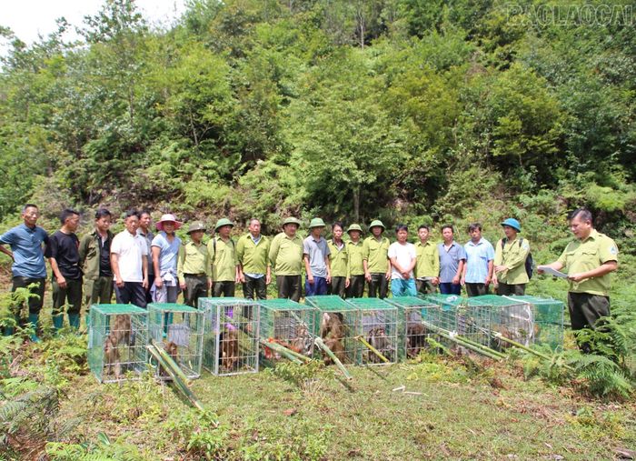 Đại diện Trung tâm Du lịch và Bảo tồn sinh vật Hoàng Liên (Vườn Quốc gia Hoàng Liên) phổ biến quy trình tái thả động vật hoang dã về môi trường tự nhiên.