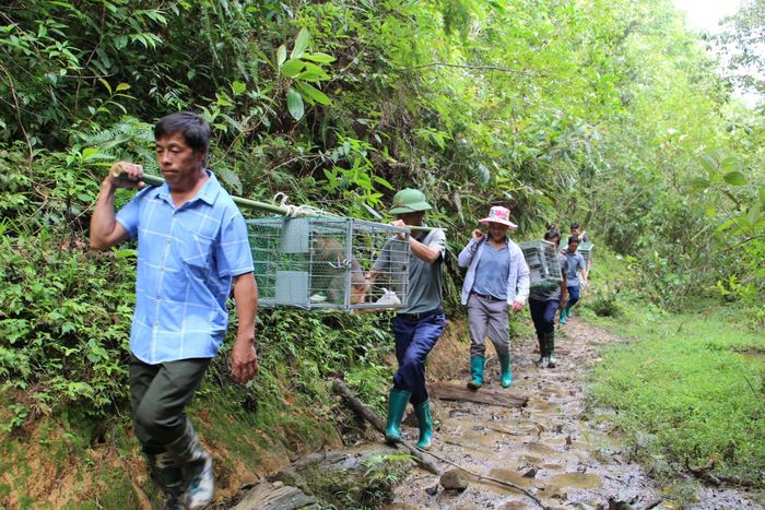 Vận chuyển động vật hoang dã đến khu vực tái thả.