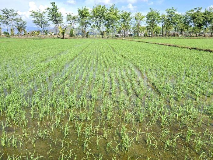 Áp dụng phương pháp sạ cụm giảm khoảng 50% khối lượng hạt giống lúa so với phương pháp sạ lan thông thường.