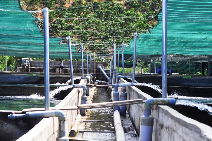 Nằm dưới tán rừng nguyên sinh, hệ thống suối đầu nguồn các xã Đam Rông quanh năm duy trì nhiệt độ thấp, nguồn nước trong lành, lưu lượng ổn định phục vụ nghề nuôi cá tầm