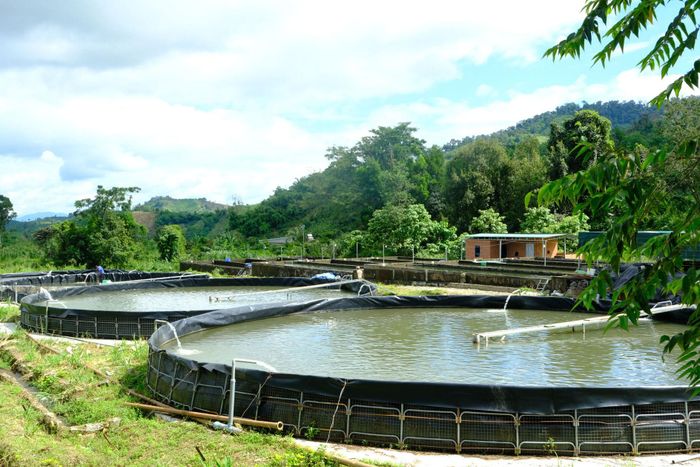 Từ lợi thế thiên nhiên đặc biệt, nghề nuôi cá tầm đã mang lại giá trị kinh tế cao cho người dân và doanh nghiệp tại tỉnh Lâm Đồng