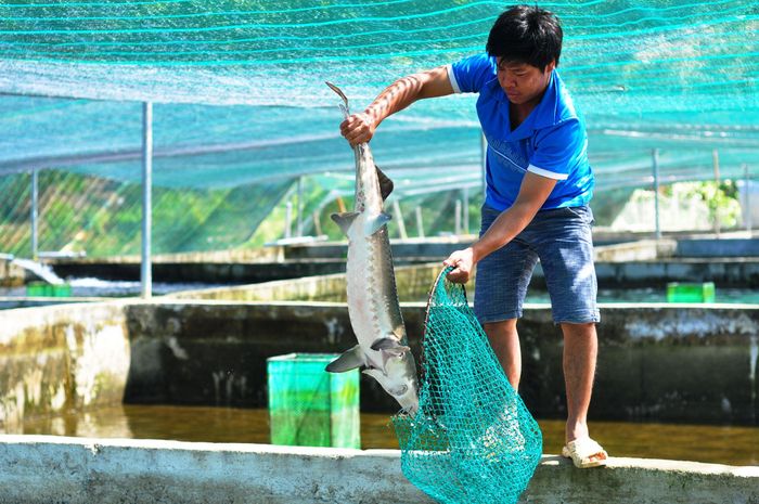 Dù giá cá tầm thương phẩm hiện dao động khoảng 125.000 - 130.000 đồng/kg, thấp hơn so với dịp tết, song nhờ sản lượng tăng và chi phí sản xuất được tối ưu, người nuôi vẫn duy trì được lợi nhuận ổn định