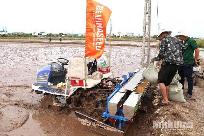 Sử dụng máy sạ cụm định vị kết hợp vùi phân bón giúp giảm công lao động, chi phí đầu tư sản xuất.