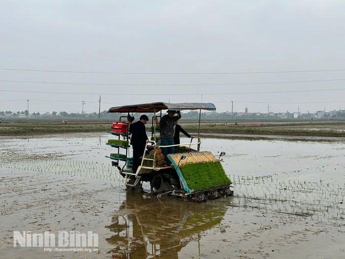 Nông dân xã Yên Mô đẩy mạnh cơ giới hóa khâu gieo cấy nhằm xây dựng vùng sản xuất lúa tập trung, chất lượng cao. ( Ảnh: Tư liệu)