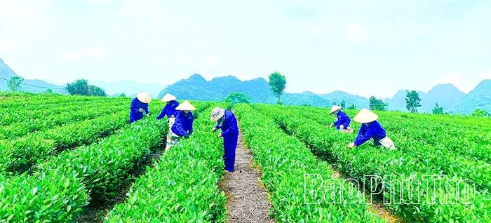 Với quy trình sản xuất sạch, an toàn, sản phẩm chè búp xanh của Công ty TNHH MTV Nông trường 2/9 Yên Thủy được công nhận sản phẩm OCOP 4 sao là điều kiện thuận lợi cho xuất khẩu.