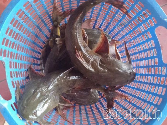 Cá chiên sông Đà là loài cá quý, khó đánh bắt nên giá thành rất cao. Cá chiên có thể ăn gỏi, nướng, om hoặc làm ruốc, đều có vị rất đặc biệt và giàu dinh dưỡng.