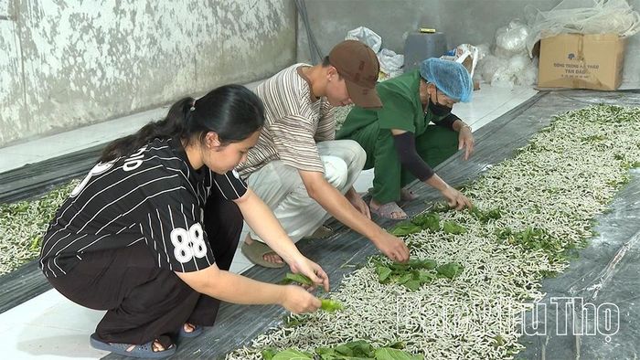 Du khách đến tham quan được trải nghiệm các hoạt động hái dâu, chăm tằm.