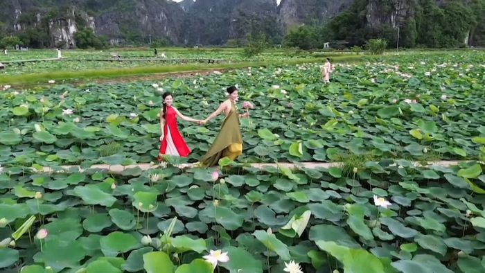  Chụp ảnh với hoa sen - Ảnh: N.T 