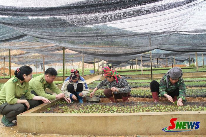Vườn ươm giống tại Ban quản lý rừng Đặc dụng – Phòng hộ Thuận Châu
