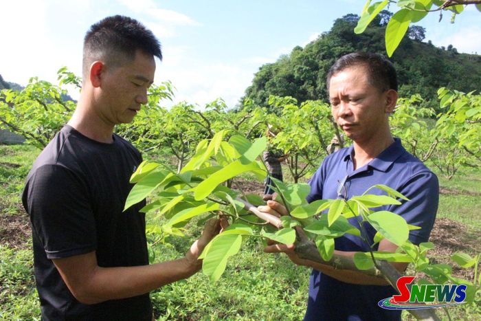 Cán bộ Trung tâm Dịch vụ tổng hợp hướng dẫn cắt tỉa cành.