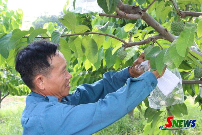 Nông dân xã Mai Sơn bao trái na.