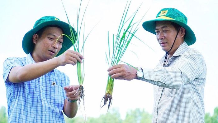 Sự thay đổi tư duy từ "chăm cây" sang "chăm đất" đang giúp nhiều nông dân vùng đất nhiễm phèn Thạnh Mỹ Tây nâng cao hiệu quả sản xuất, góp phần thực hiện Đề án 1 triệu hecta lúa chất lượng cao, phát thải thấp tại An Giang