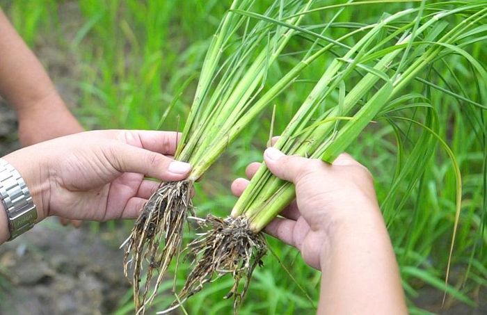 Nhờ cải tạo đất ngay từ đầu vụ, bộ rễ phát triển khỏe, cây lúa trên cánh đồng của anh Nguyễn Hữu Thảo sinh trưởng đồng đều, đẻ nhiều chồi hữu hiệu, thân cứng, lá đứng và giảm sâu bệnh