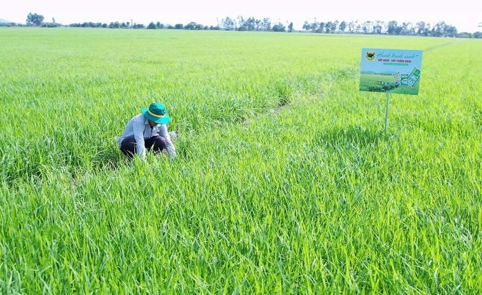 Anh Nguyễn Hữu Thảo, mạnh dạn thay đổi tập quán canh tác, áp dụng quy trình sản xuất theo Chương trình "Hành trình xanh - Đất khỏe, cây trồng khỏe", từng bước nâng cao hiệu quả sản xuất lúa trên vùng đất nhiễm phèn