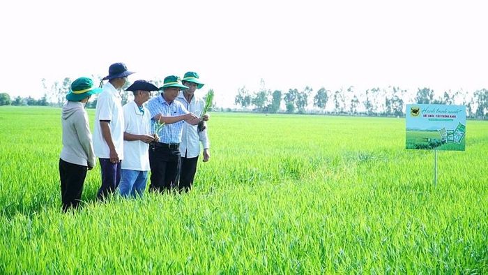 Cán bộ kỹ thuật Công ty CP Phân bón Bình Điền, lực lượng khuyến nông cùng anh Nguyễn Hữu Thảo kiểm tra sinh trưởng của ruộng lúa sau khi áp dụng giải pháp cải tạo đất, hạ phèn và chăm sóc cây theo từng giai đoạn phát triển