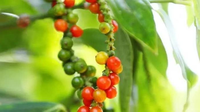 Giá tiêu trong nước hôm nay lặng sóng. Ảnh minh họa