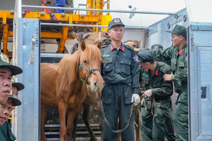 Những chú ngựa mới vừa trải qua hơn 5 giờ bay từ Ulaanbaatar đến Hà Nội.