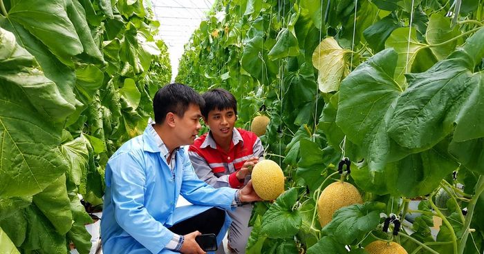 Các HTX ở Thủ đô có dư địa lớn đển phát triển các chuỗi liên kết 4 nhà.