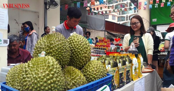 Sầu riêng thu hoạch tại Nghĩa Trung được tiêu thụ ổn định nhờ liên kết HTX và doanh nghiệp, từng bước xây dựng niềm tin thị trường từ nguồn gốc rõ ràng, minh bạch.