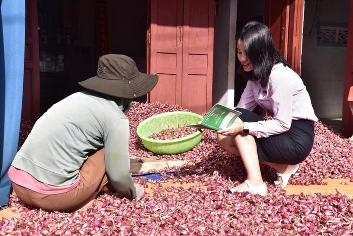 Mô hình vay vốn sản xuất hành tỏi của gia đình bà Nguyễn Thị Hòa, trú thôn Tây An Hải.
