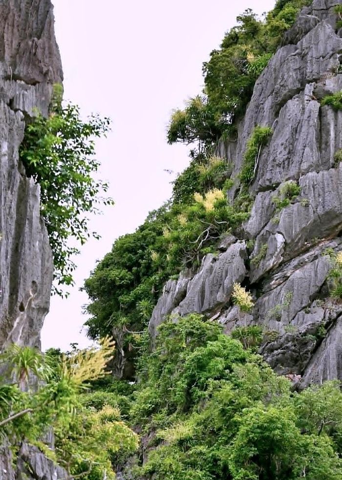 Phát tài núi có sức sống mãnh liệt, rễ bám sâu vào từng khe đá để cây vươn lên và ẩn mình trong các khe núi hẹp, các cửa gió núi. Ảnh: TT