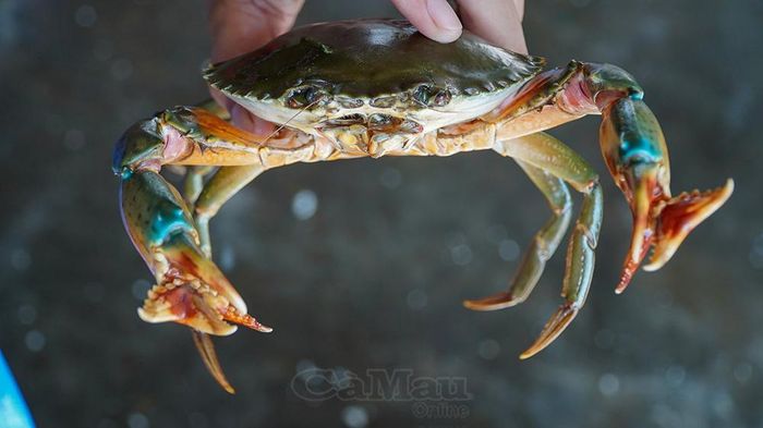 Cá thể cua nặng khoảng 300 gram, rất khỏe mạnh.