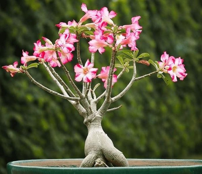 Bên cạnh ý nghĩa tích cực, hoa sứ lại khiến nhiều người e dè khi trồng trước cửa nhà do ảnh hưởng từ quan niệm dân gian. Ảnh minh họa.