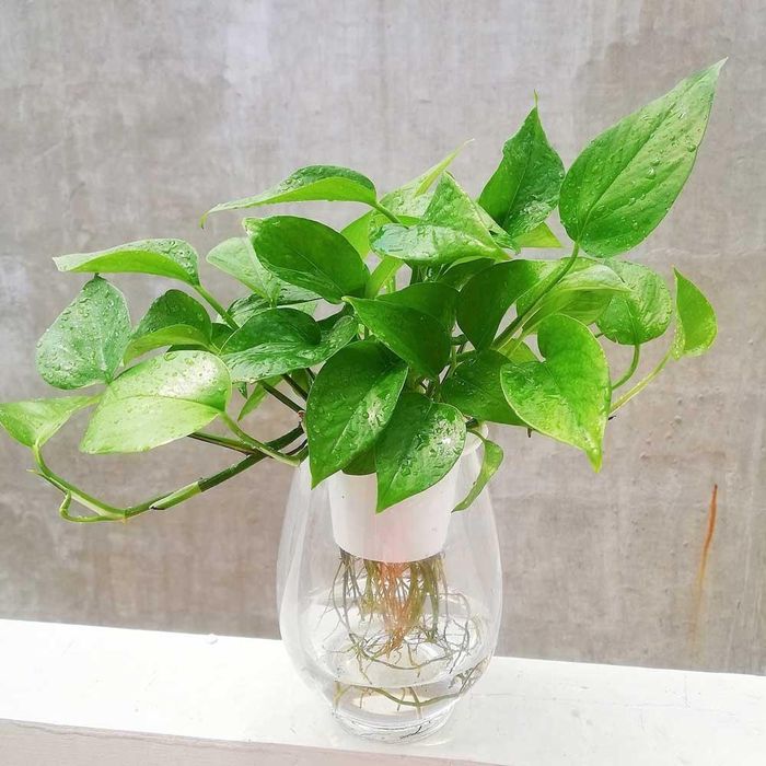Trong quan niệm phong thủy, trầu bà được xem là biểu tượng của sự may mắn, tài lộc và thịnh vượng. Ảnh minh họa.