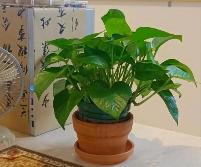 Để trầu bà phát huy tối đa công dụng, việc lựa chọn vị trí đặt cây là rất quan trọng. Ảnh minh họa.