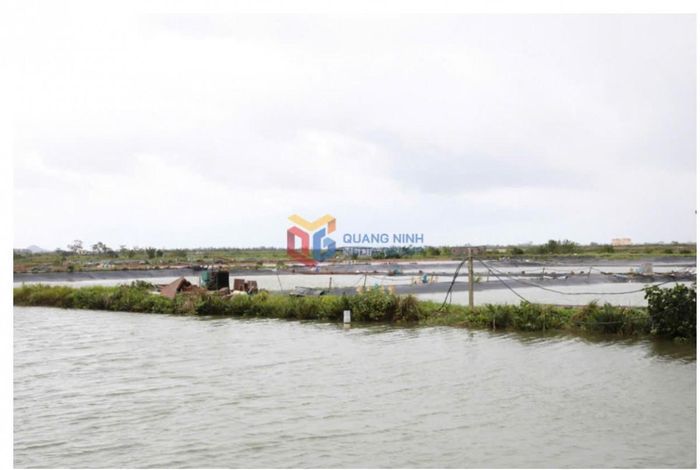Khu vực Hải Hòa 2, nước đã rút, phần lớn diện tích ao đầm không còn ngập cục bộ. Ảnh:QMG