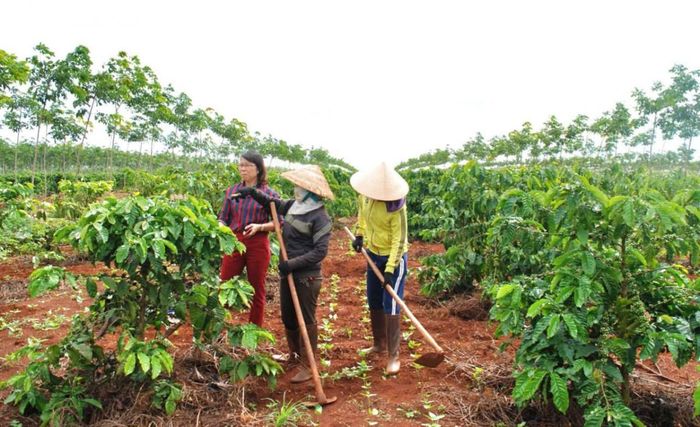 Nông dân Đắk Lắk chăm sóc vườn cà phê tái canh theo hướng bền vững, áp dụng kỹ thuật mới nhằm nâng cao năng suất và chất lượng sản phẩm. (Ảnh minh họa)