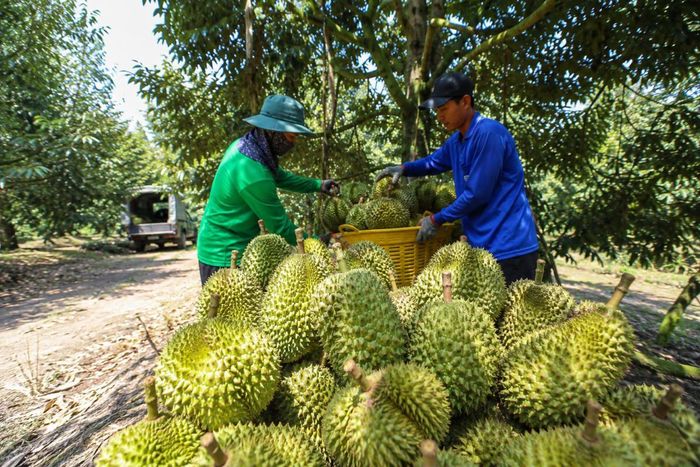 Việc mở rộng mạng lưới 37 cơ sở kiểm nghiệm được kỳ vọng giúp doanh nghiệp chủ động hơn trong kiểm soát chất lượng. Ảnh: minh họa