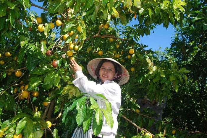 Chị Minh Thương, Chủ tịch Hội đồng quản trị Hợp tác xã Trái cây Minh Thương, kiểm tra những chùm vú sữa Hoàng Kim đang vào vụ thu hoạch