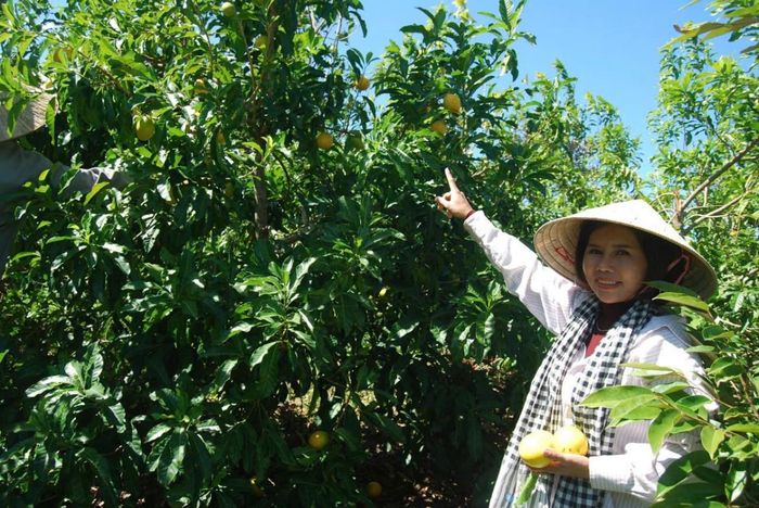 Từ khu vườn của Hợp tác xã Trái cây Minh Thương, một tín hiệu tích cực đang được hình thành. Đó là cách người nông dân lựa chọn giống cây dựa trên điều kiện tự nhiên, tổ chức sản xuất trên nền tảng hữu cơ và xây dựng liên kết trước khi mở rộng diện tích