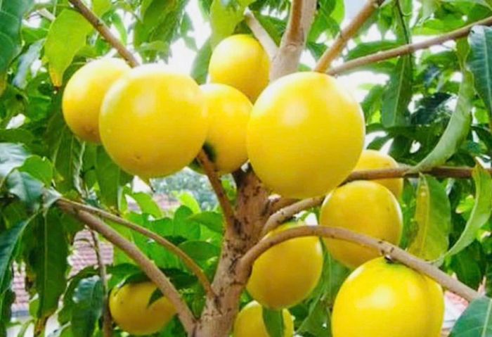 Những trái vú sữa Hoàng Kim đầu vụ có màu vàng óng đặc trưng, trọng lượng đồng đều, vị ngọt thanh. Sản phẩm đang được hợp tác xã định hướng xây dựng thương hiệu gắn với quy trình sản xuất hữu cơ và truy xuất nguồn gốc