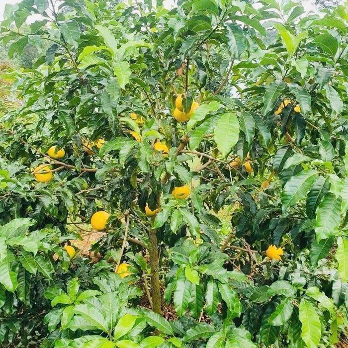 Hiện nay, trên khoảng 5.000 m², Hợp tác xã Trái cây Minh Thương trồng khoảng 700 cây vú sữa Hoàng Kim xen canh với sầu riêng