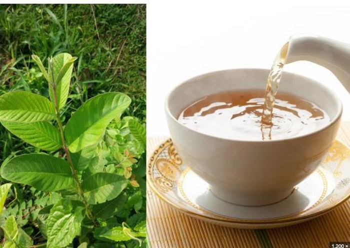 Thức uống này chứa hàm lượng lớn các chất xơ hòa tan và không hòa tan giúp thúc đẩy nhu động ruột hoạt động trơn tru.