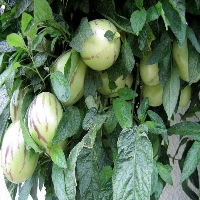 Ảnh: ukrseeds