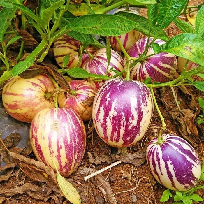 Ảnh: pureasiaseeds